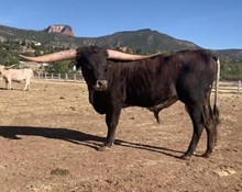 Tantrum 18 Bull