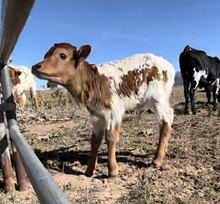 Heifer Calf