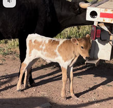 Heifer Calf 8