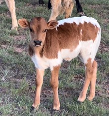 Heifer Calf 5
