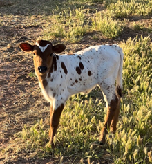 Heifer Calf 9