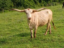 Hubbell's Classy Girl