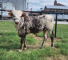 20G's King of Hearts FHR