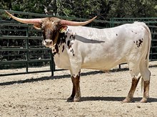 SR Claude's Grace 433