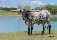 Double S Charlie's Angel