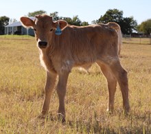 20 Gauge x Crown's Jewel Bull Calf
