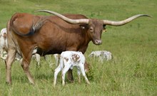 HELM IMPRESSIVE STAR 783 