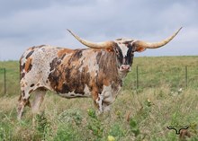 FHR 20G's GOT A GLEAM