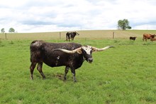 NEL-TAM ROOT BEER FLOAT 