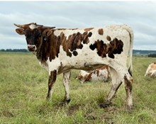 #40 20 Gauge X Rio Trio