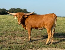 1 BUX 22  # 2092 20G X SOCKS