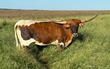 1 BUX 11 20G X SHEZA