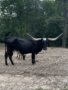 EL ANNIE GET YOUR GUN