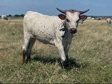  #37 Bux 20 Powdered Sugar 