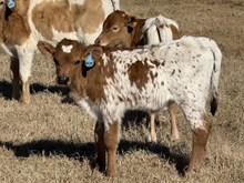 20 Gauge x Melba Bull Calf 2