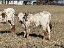 20 Gauge x Meseta Bull Calf