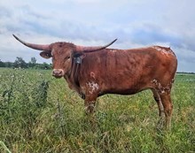 1 BUX 4 20G X RIO SUGAR