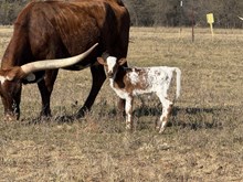 20 Gauge x Miss Melanie Heifer Calf
