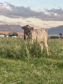 Hubbells 20 Gauge X Top Notch 25 Bull 