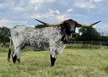 Gauge My Desire FR 11/21