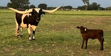 Starla Heifer Calf