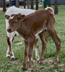 J & T's White Gold bull TBD