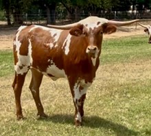 Hubbells Pacific Gauge