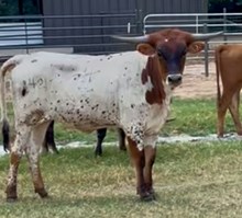Hubbells Boxed and Ready