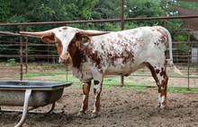 Hubbells Lucky Charms