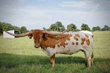 BCR Florence Rose 201